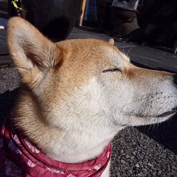 ギャラー悠日のマスコット犬「ココロ」